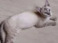 Pequena