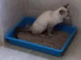 Pequena