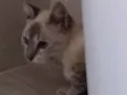 Pequena