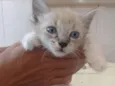 4 gatitos