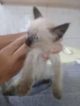 4 gatitos