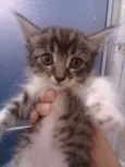 4 gatitos