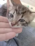 4 gatitos