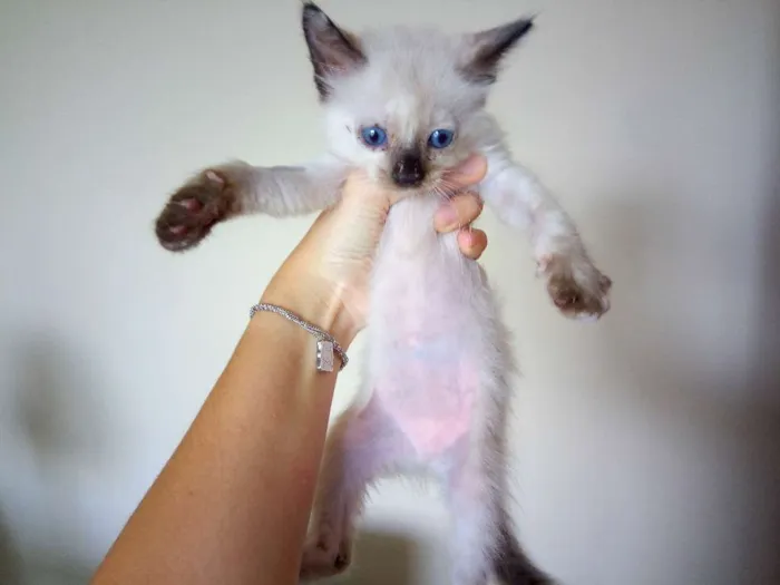 Gato ra a SRD idade Abaixo de 2 meses nome Aurora