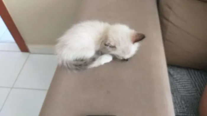 Gato ra a SRD idade Abaixo de 2 meses nome Aurora