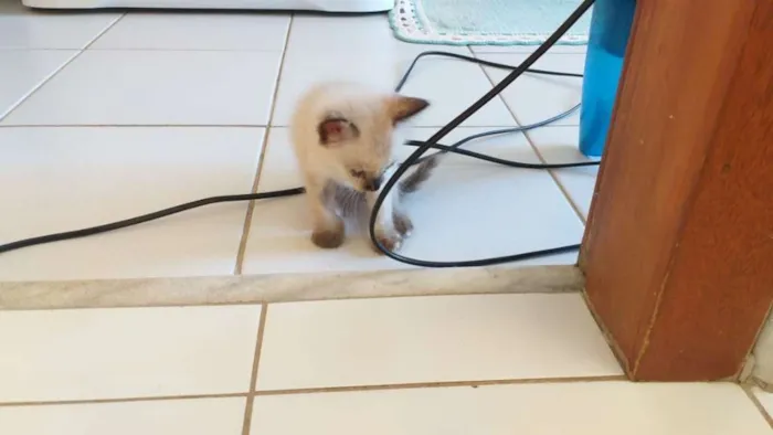 Gato ra a SRD idade Abaixo de 2 meses nome Aurora
