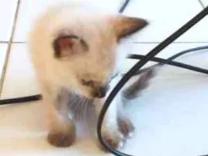 Gato raça SRD idade Abaixo de 2 meses nome Aurora
