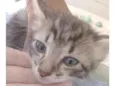 4 gatitos