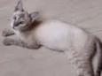 Pequena