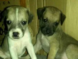 Cachorro raça Srd idade Abaixo de 2 meses nome Sem nome