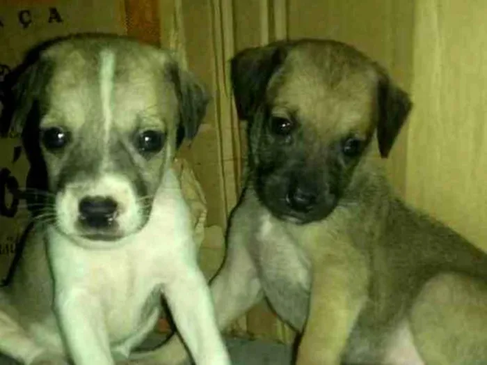 Cachorro ra a Srd idade Abaixo de 2 meses nome Sem nome
