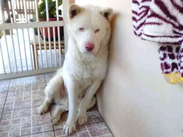 Cachorro ra a Akita idade 3 anos nome Aiko