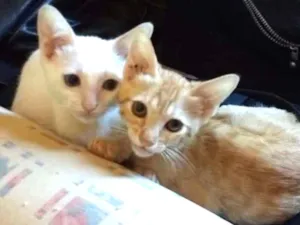 Gato raça Srd idade Abaixo de 2 meses nome Gatinhos lindos e sapecas