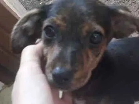 Cachorro ra a Vira-lata idade 7 a 11 meses nome Bolota