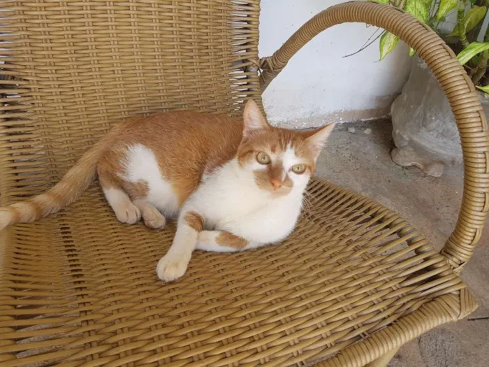 Gato ra a  idade 3 anos nome Mel