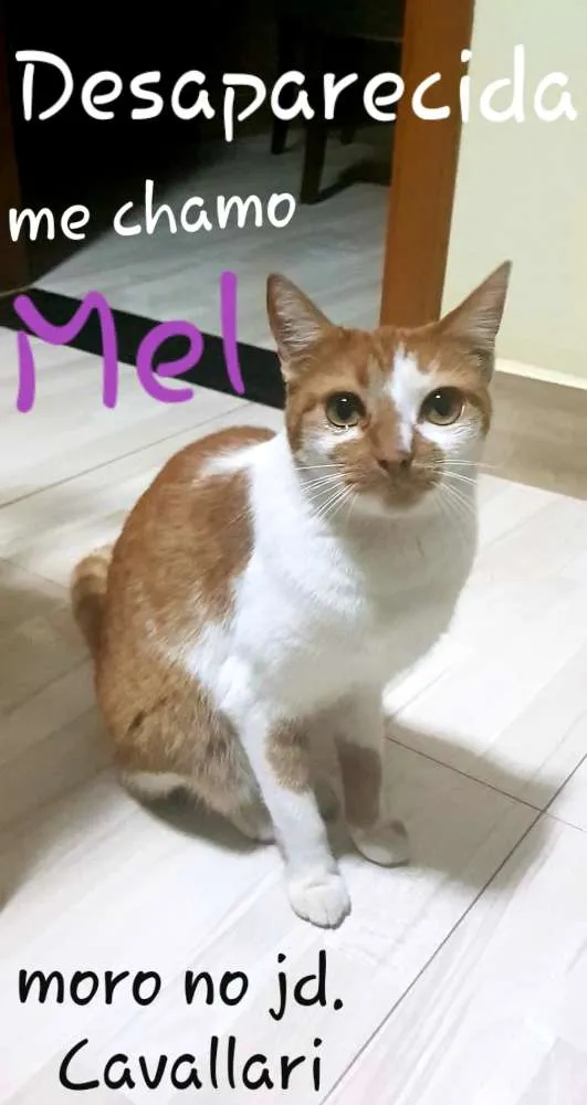 Gato ra a  idade 3 anos nome Mel