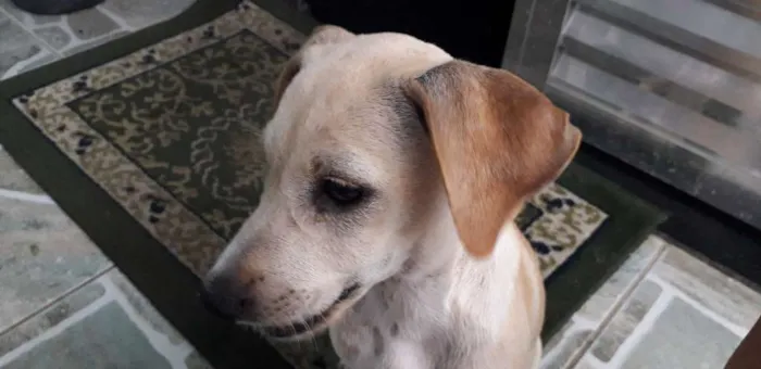 Cachorro raça Indefinida idade 2 a 6 meses nome Lola