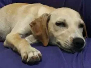 Cachorro raça Indefinida idade 2 a 6 meses nome Lola