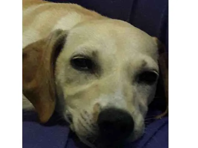 Cachorro raça Indefinida idade 2 a 6 meses nome Lola