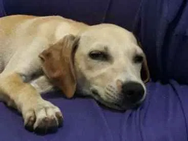 Cachorro raça Indefinida idade 2 a 6 meses nome Lola