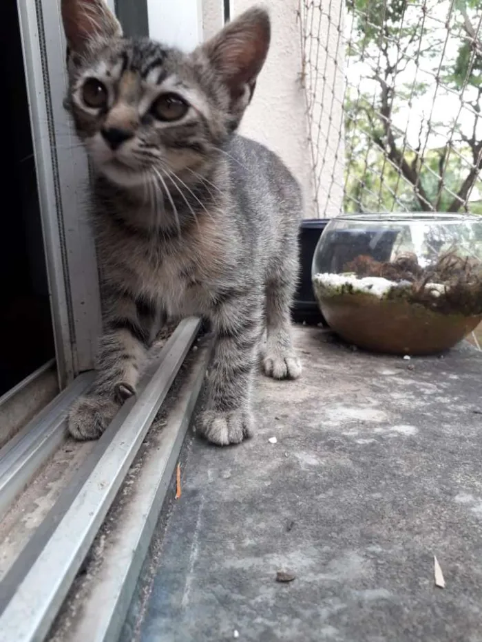 Gato ra a Vira-lata idade 2 a 6 meses nome Mel