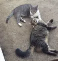Sasha e Kira