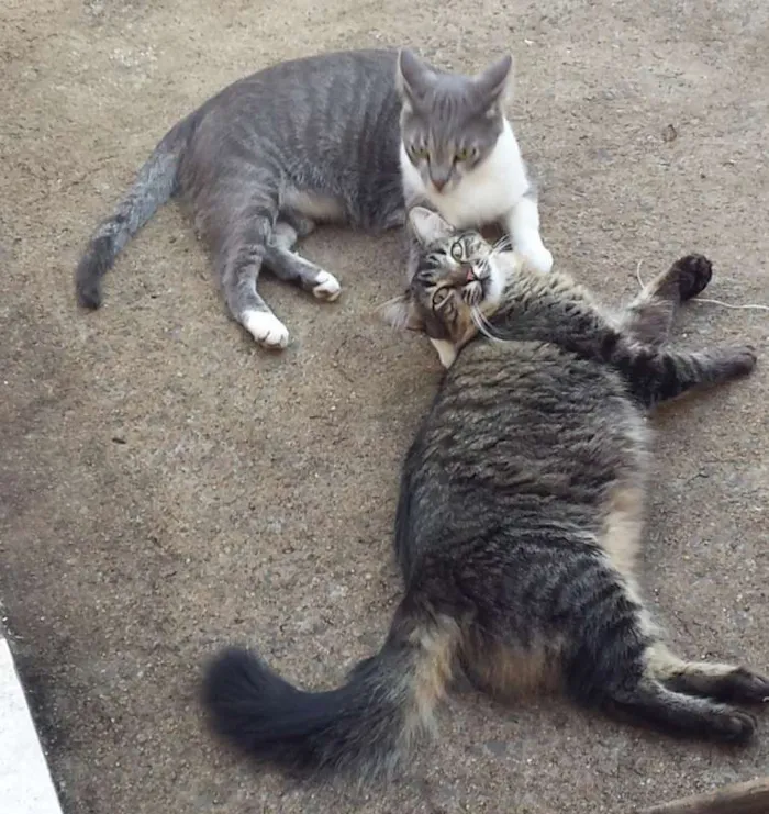 Gato ra a SRD idade 3 anos nome Sasha e Kira