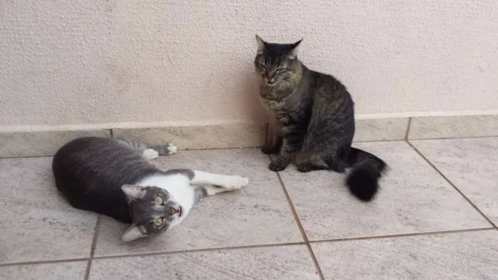 Gato ra a SRD idade 3 anos nome Sasha e Kira