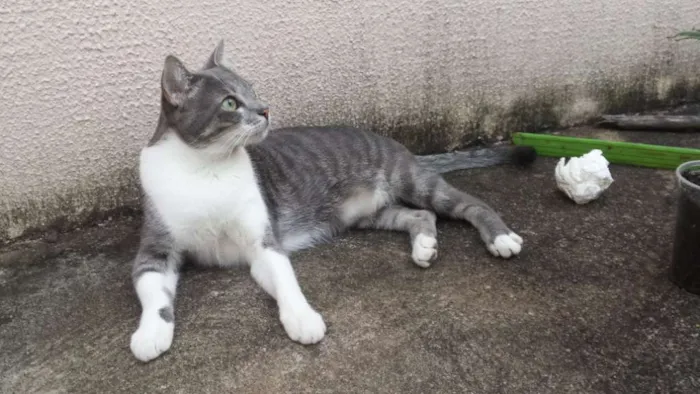 Gato ra a SRD idade 3 anos nome Sasha e Kira