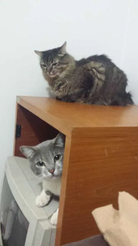 Gato ra a SRD idade 3 anos nome Sasha e Kira