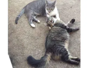 Gato raça SRD idade 3 anos nome Sasha e Kira