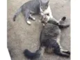Sasha e Kira