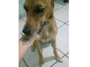 Cachorro raça SRD idade 5 anos nome Nina