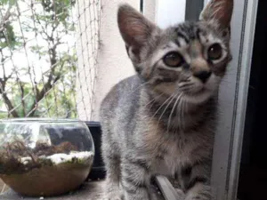 Gato raça Vira-lata idade 2 a 6 meses nome Mel