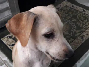 Cachorro raça Indefinida idade 2 a 6 meses nome Lola