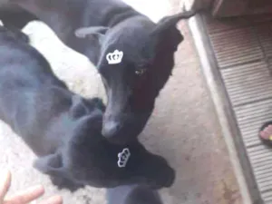 Cachorro raça Mestiça a pastor alemão  idade  nome Lara e myny