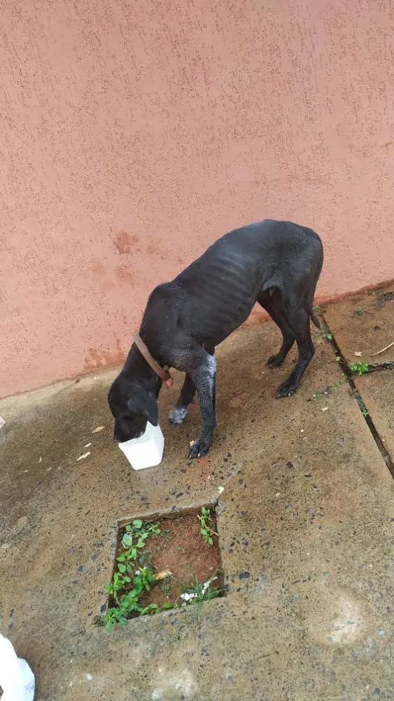 Cachorro ra a Não sei  idade  nome Não sei 