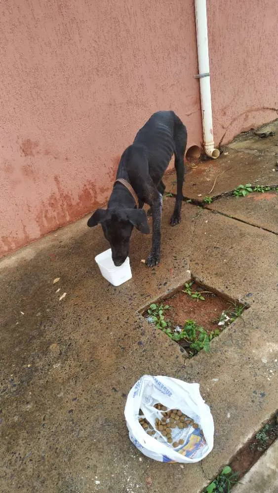 Cachorro ra a Não sei  idade  nome Não sei 