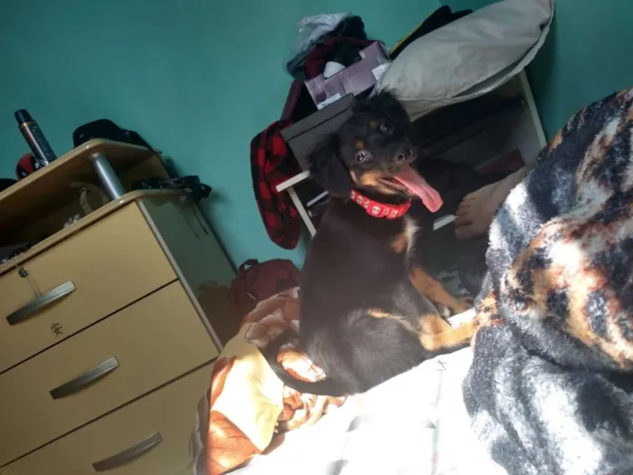 Cachorro ra a Srd idade 2 a 6 meses nome Jill