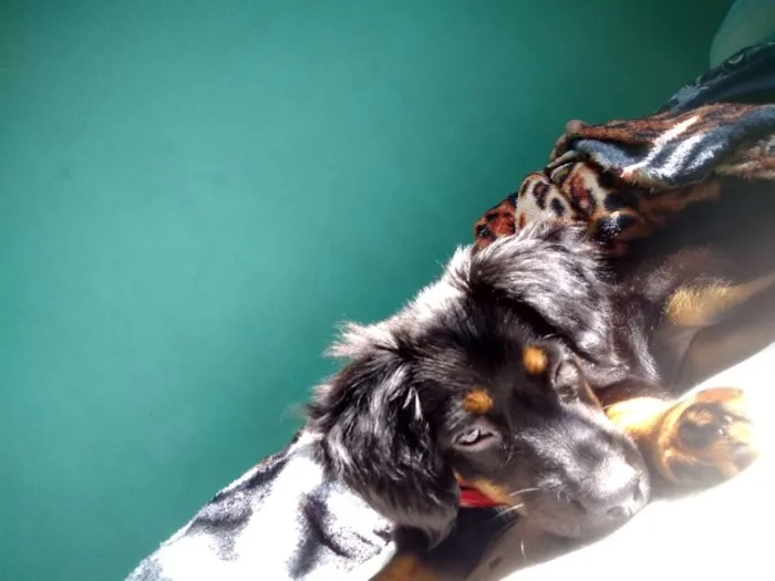 Cachorro ra a Srd idade 2 a 6 meses nome Jill