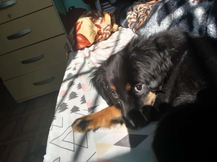Cachorro ra a Srd idade 2 a 6 meses nome Jill