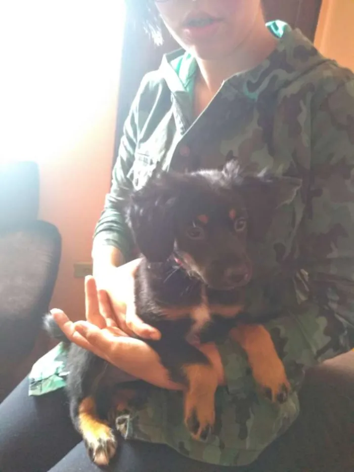 Cachorro ra a Srd idade 2 a 6 meses nome Jill