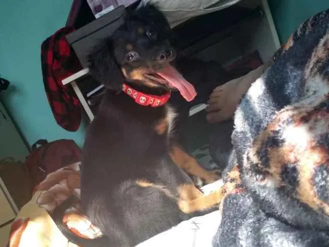 Cachorro ra a Srd idade 2 a 6 meses nome Jill