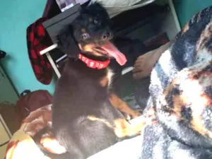 Cachorro raça Srd idade 2 a 6 meses nome Jill