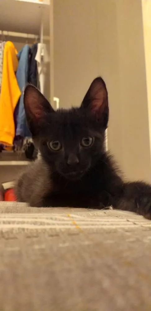 Gato ra a Siamês idade Abaixo de 2 meses nome Sem nomes.