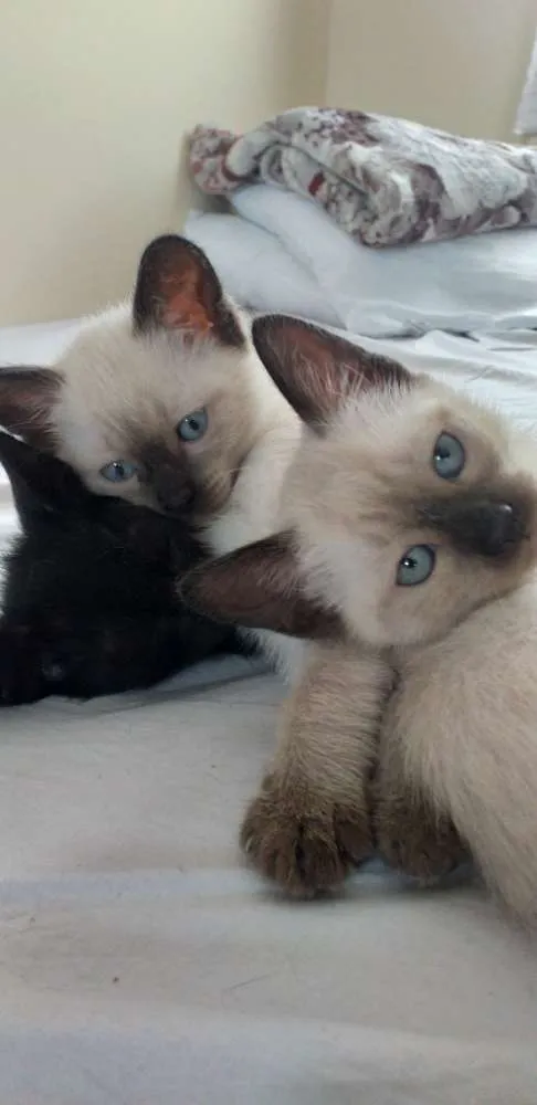 Gato ra a Siamês idade Abaixo de 2 meses nome Sem nomes.