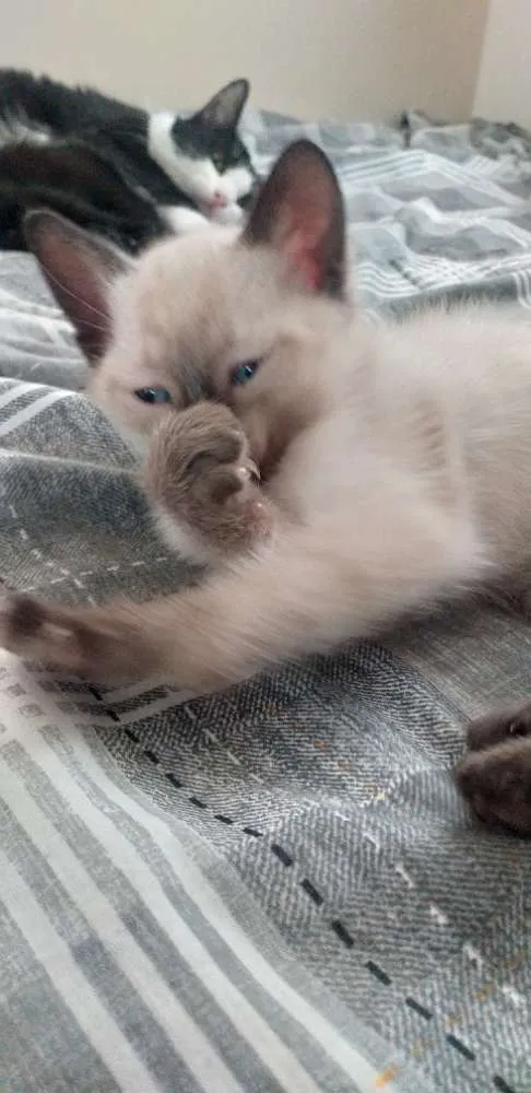 Gato ra a Siamês idade Abaixo de 2 meses nome Sem nomes.
