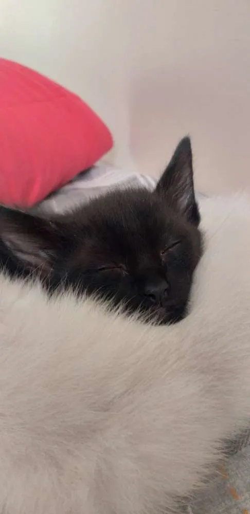Gato ra a Siamês idade Abaixo de 2 meses nome Sem nomes.