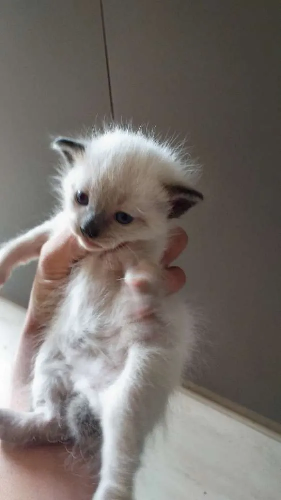 Gato ra a Siamês idade Abaixo de 2 meses nome Sem nomes.