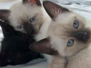 Gato raça Siamês idade Abaixo de 2 meses nome Sem nomes.